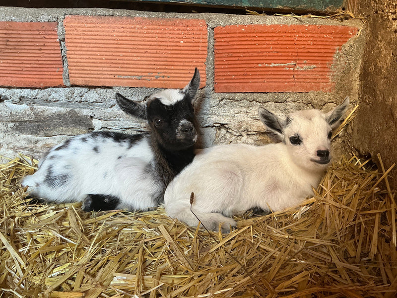 New life arrives on the farm!