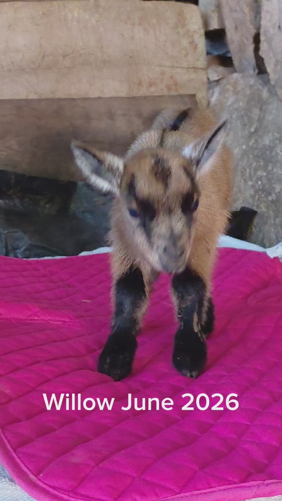 Load video: The Wild Trails Goat Farm